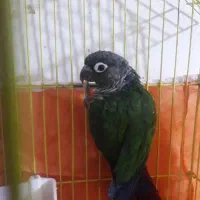 عروس‌هلندی‌وگرینچیک|پرنده|سبزوار, زینبیه|دیوار