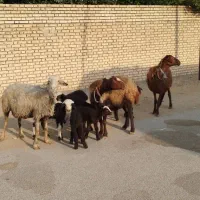 ۳راس میش دوقلوزا (هترو)|حیوانات مزرعه|شوشتر, |دیوار