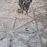 جوجه خروس اوشامو و گلین