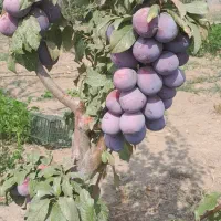 فروش نهال مثمر و باغبانی