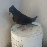 کبوتردمسفیدماده