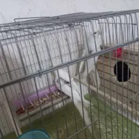 جفت عروس هلندی دوکت آلبینو زیبا و سرحال و جوان.