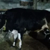 گاوابستن و گوساله نر