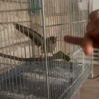 سهره نر