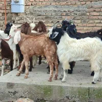 ۱۰ راس بزغاله چاق نر هم گوشتی هم داشتی