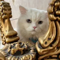 گربه پرشین نر