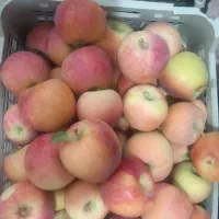 سیب پاییزه قرمز وسبز زرد درهم ۳۰ تومن صدرا|خوردنی و آشامیدنی|شیراز, گلستان|دیوار