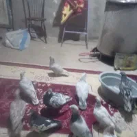 کفتر