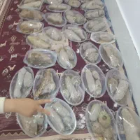 عسل شاخه ای