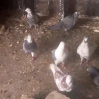 کفتر یا کبوتر