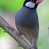 فنچ نرگسی بلبلی