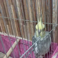 عروس هلندی(نر، ماده)|پرنده|نجف‌آباد, شهدای غربی|دیوار