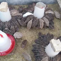 بلدرچین ژاپنی