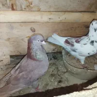 کبوتر|پرنده|قشم, |دیوار