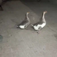 فروش قوغاز