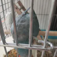 طوطی راهب آبی سرحال و بازیگوش|پرنده|پاکدشت, پاکدشت (مامازند)|دیوار