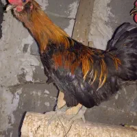 خروس پاکر سیاه