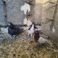 کبوتر شهری جوان پرشی|پرنده|شیراز, شیخ علی چوپان|دیوار