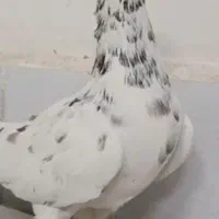 یک جفت نر عتیقه زدوخوردی ..موقعیت سبزوار قابل ارسا|پرنده|سبزوار, قصبه غربی|دیوار