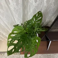 گل پتوس حصیری|گل و گیاه طبیعی|ارومیه, |دیوار