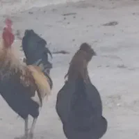 ۳عدد خروس محلی بستک