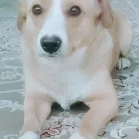 سگ اشمیتس سوسیسی