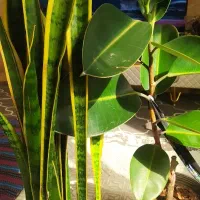 گلدان فیکوس و سانسوریا سالم