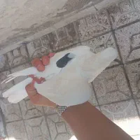 کبوتر رفتنی