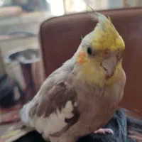 عروس هلندی|پرنده|شهر بابک, |دیوار