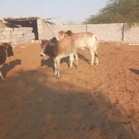 گاو فروشی|حیوانات مزرعه|قلعه قاضی, |دیوار