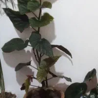 گلهای خانگی فروشی