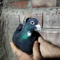 نر پلنگ|پرنده|کرمان, |دیوار