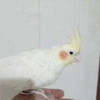 ۳تا طوطی عروس با قفس