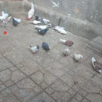 کفتر به شرت|پرنده|ازنا, |دیوار