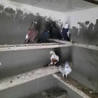 ۶عدد کبوتر اوچان