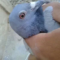 کبوتر
