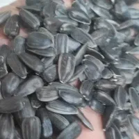 تخمه افتابگردان روغنی بذری  فی475000