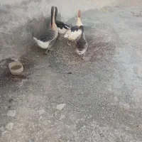 فروش غاز
