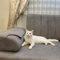 گربه ترکیش وان خانگی کاملا اهلی