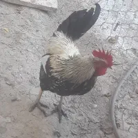 خروس عربی|پرنده|شادگان, |دیوار