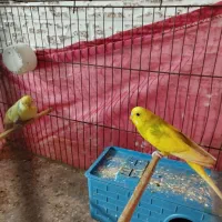 جفت مرغ عشق مولد|پرنده|بندرعباس, |دیوار