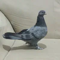 جوجه سبز نر