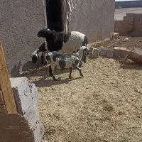 بره لتکی دم بزی|حیوانات مزرعه|بم, |دیوار