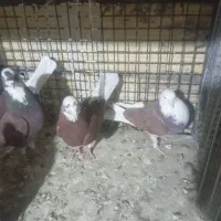 تعدادی جفت