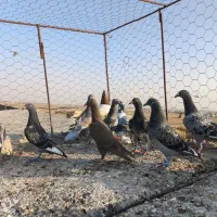 کفتر پرشی|پرنده|مشهد, شهید احمدی روشن|دیوار