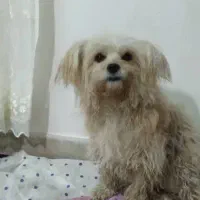 سکم‌گم‌شده‌|حیوانات|رانکوه, |دیوار