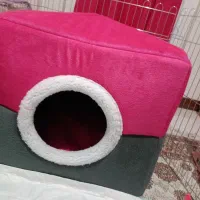 سگ جیبی|سگ|پردیس, فاز ۵|دیوار