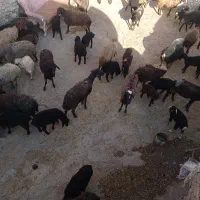 میش بره.داره.