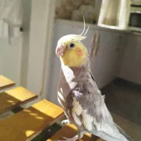 عروس هلندی سخنگو