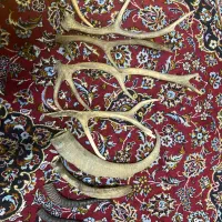 شاخ بز